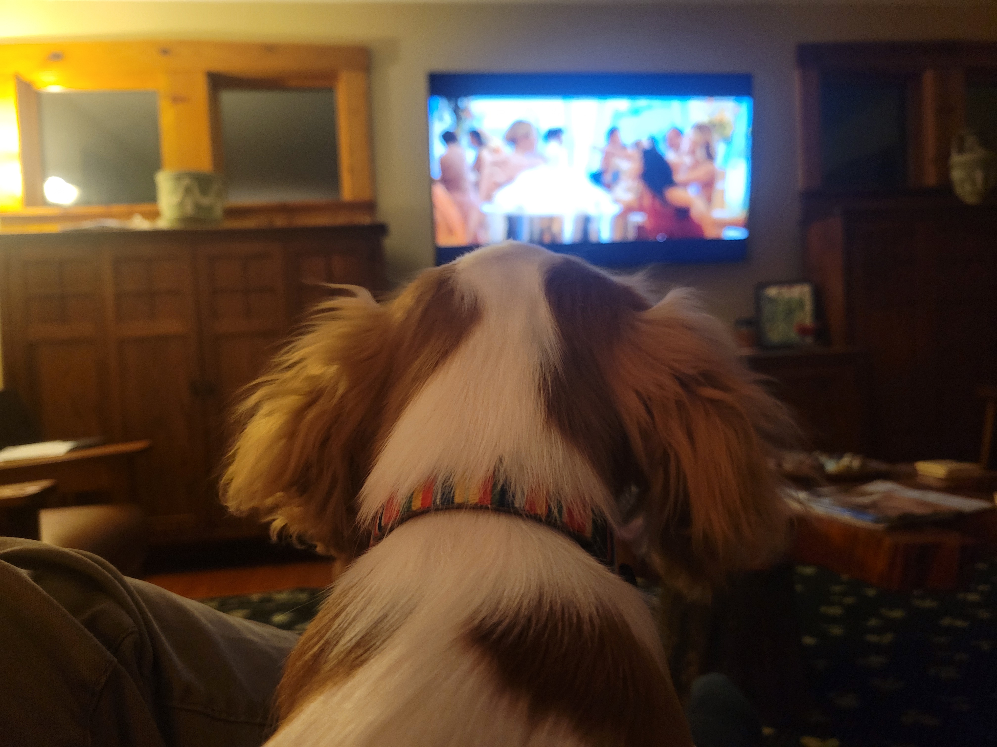 2024-10-25 Bingley watching tv.jpg